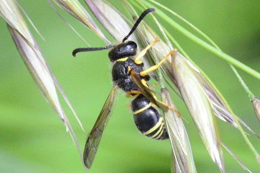 Ancistrocerus oviventris