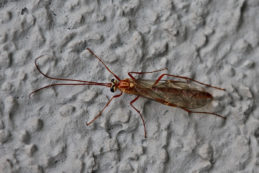 Ophion obscuratus