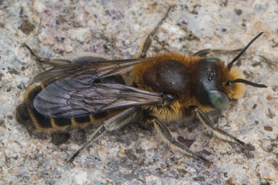 Natterkopf-Mauerbiene