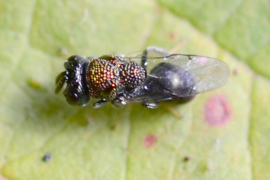 Perilampus aeneus