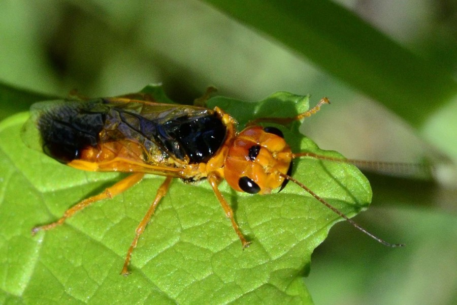 Pamphilius betulae