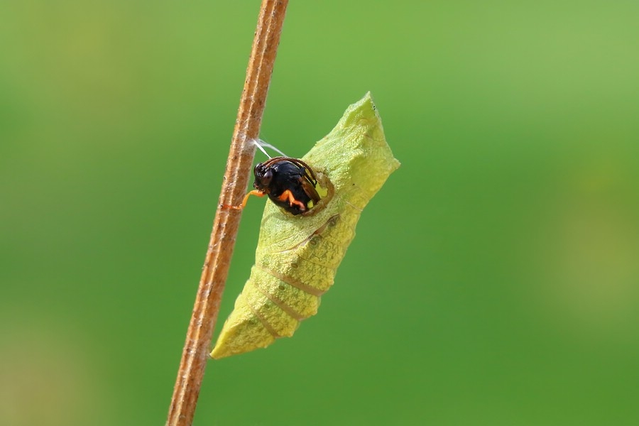 Schwarze Schlupfwespe