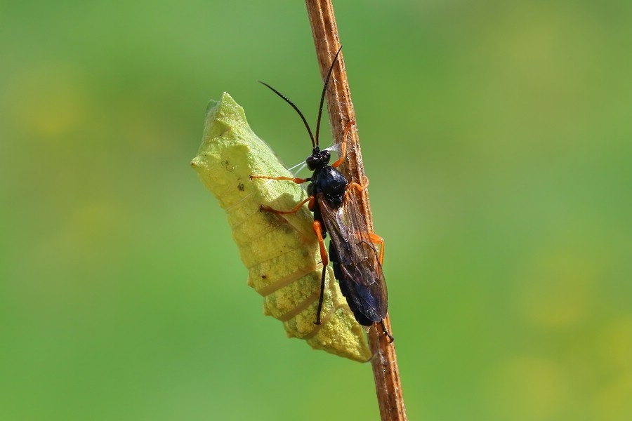 Schwarze Schlupfwespe