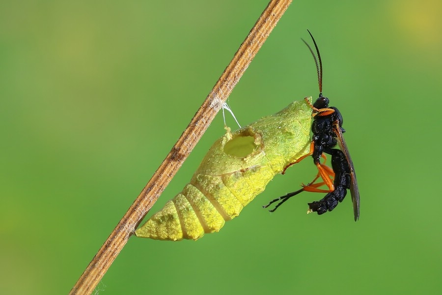 Schwarze Schlupfwespe