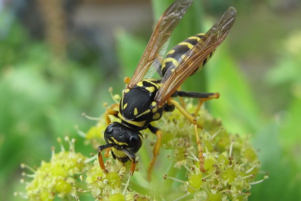 Polistes biglumis