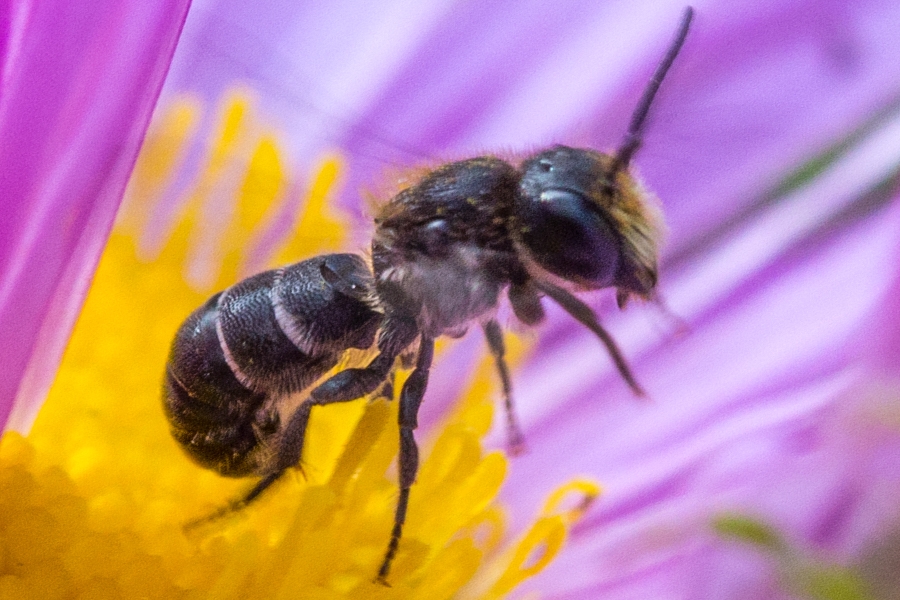 Punktierte Düsterbiene