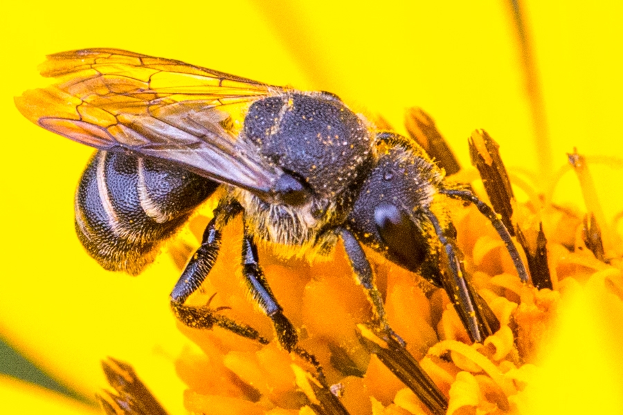 Punktierte Düsterbiene