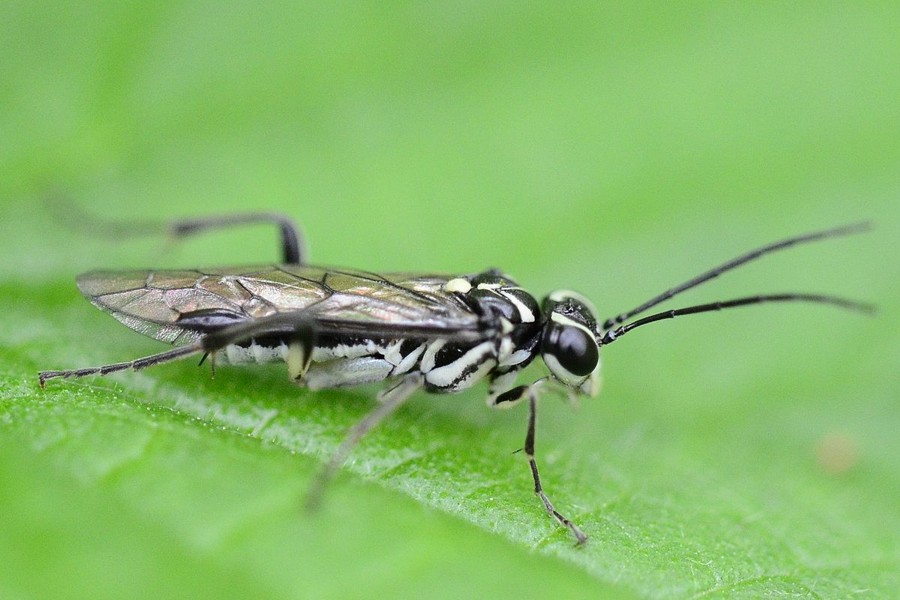 Pachyprotasis rapae