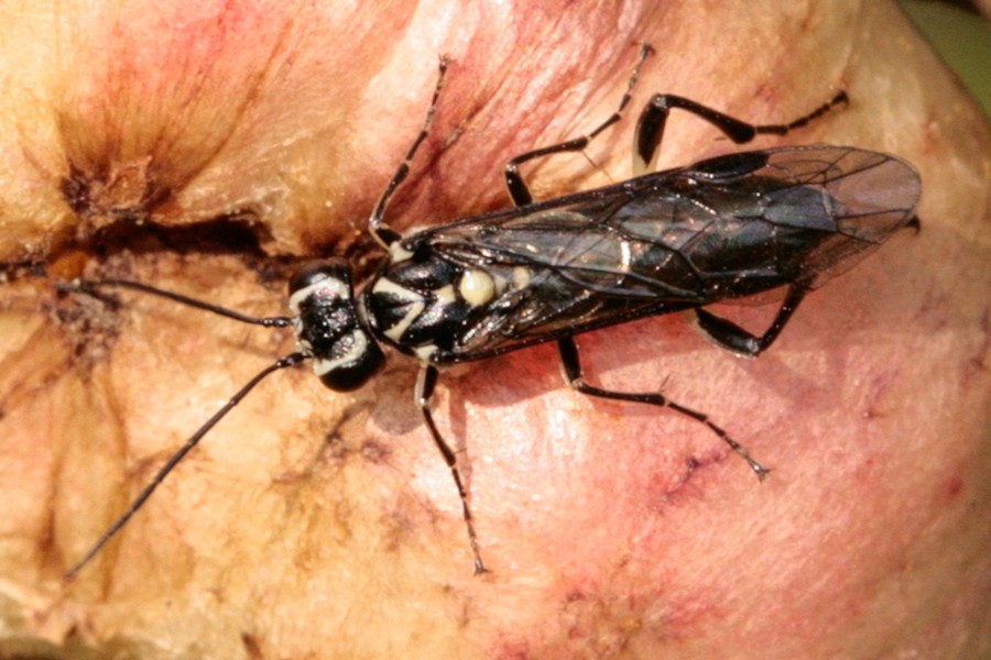 Pachyprotasis rapae