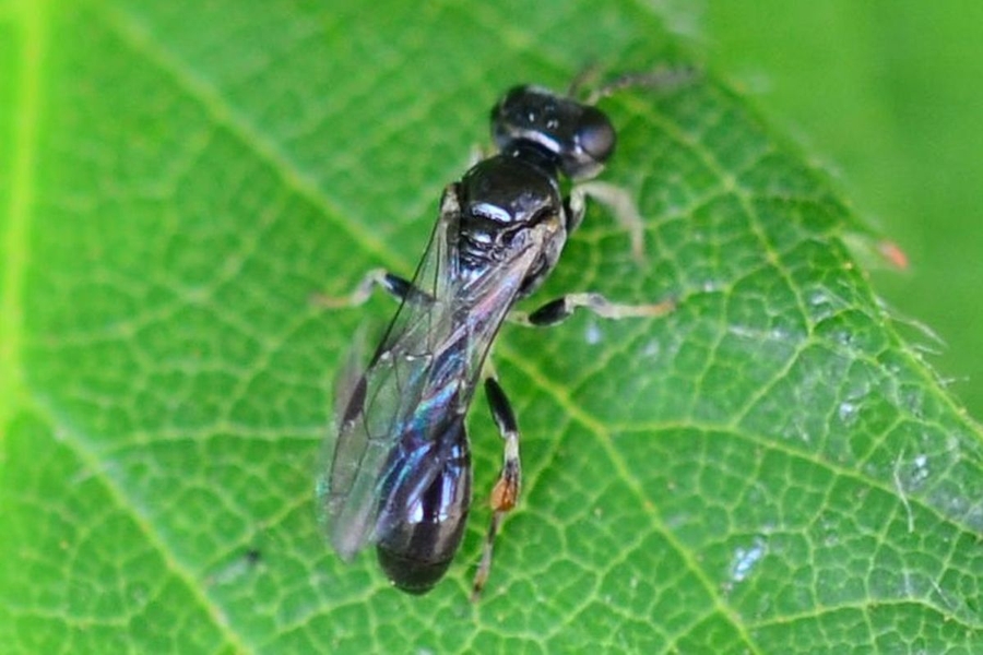 Rhopalum coarctatum