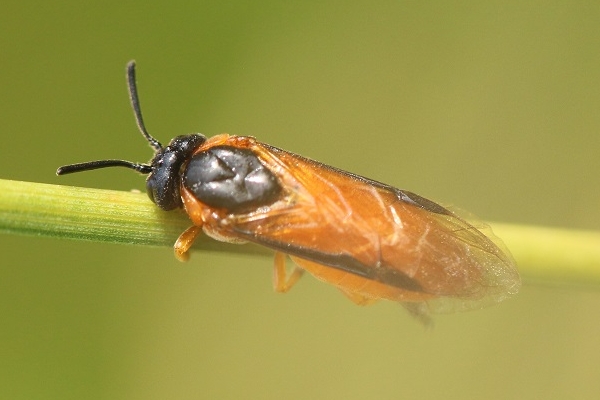 Rosenbürstenhornwespe