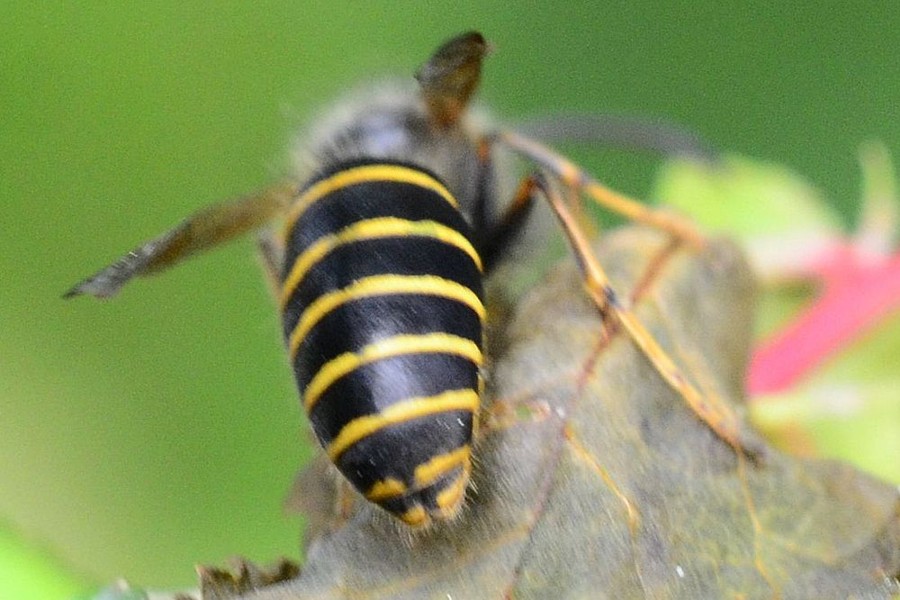 Sächsiche Wespe