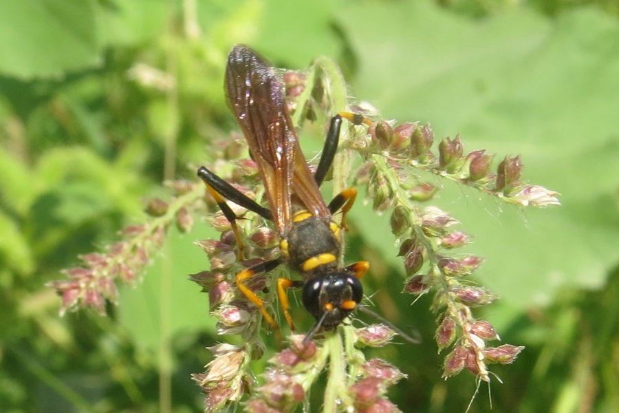 Sceliphron caementarium