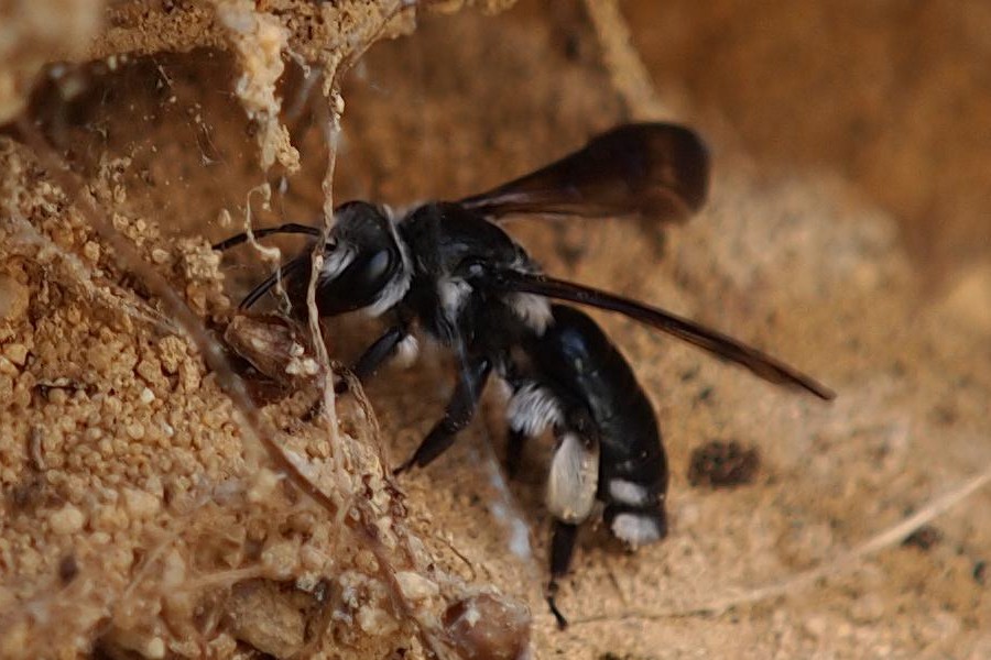 Blauschillernde Sandbiene