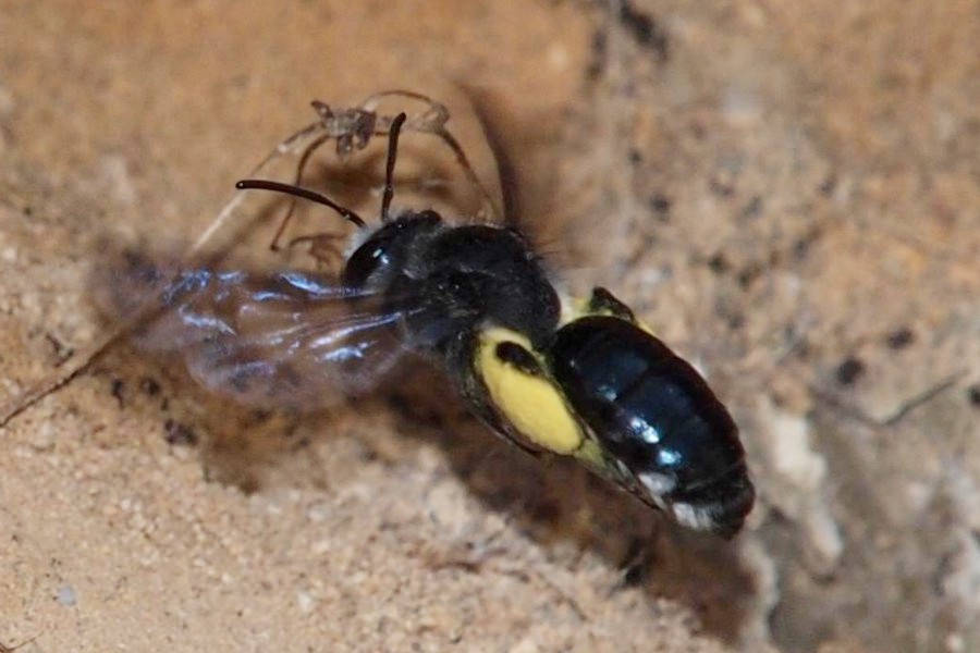 Blauschillernde Sandbiene