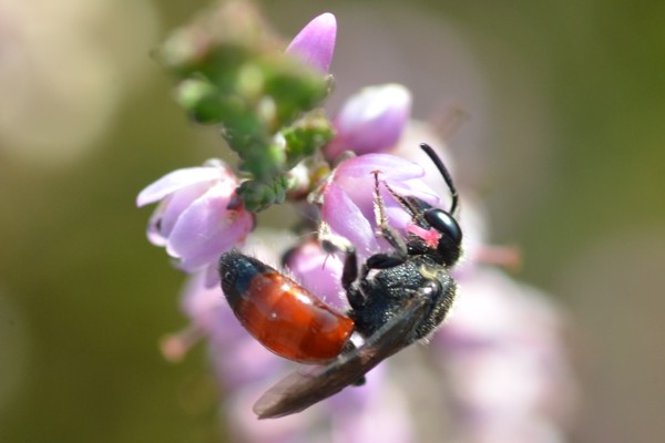 Sphecodes pellucidus