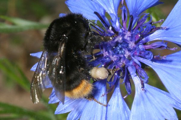 Steinhummel