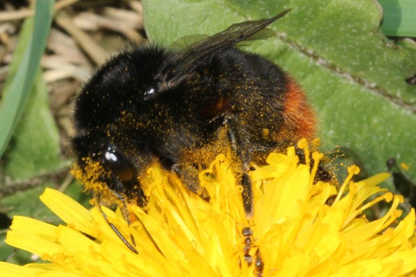 Steinhummel