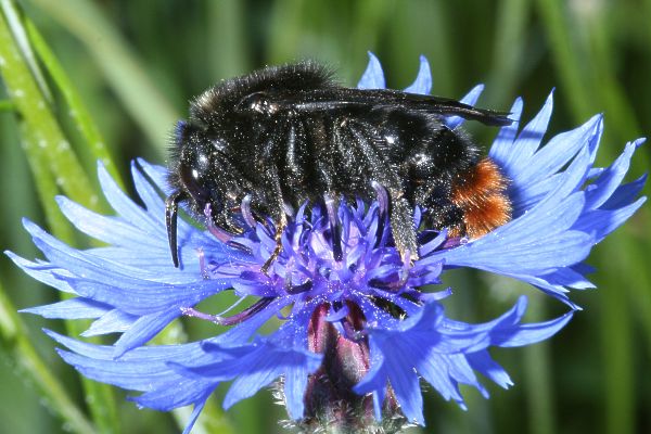 Steinhummel-Schmarotzerhummel