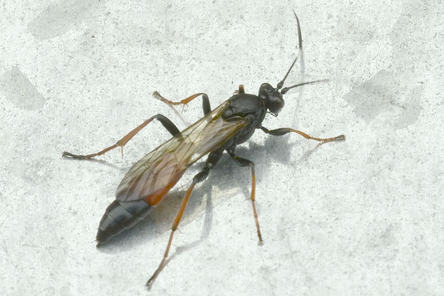 Stenichneumon culpator