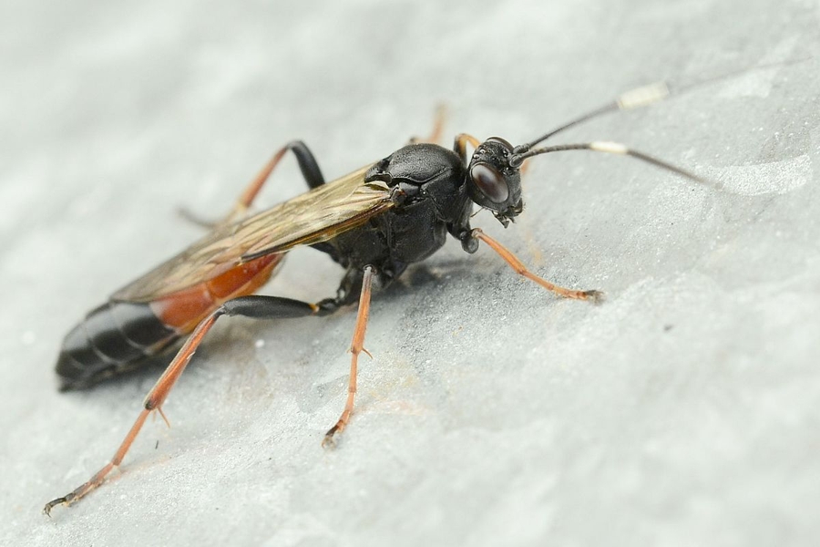 Stenichneumon culpator