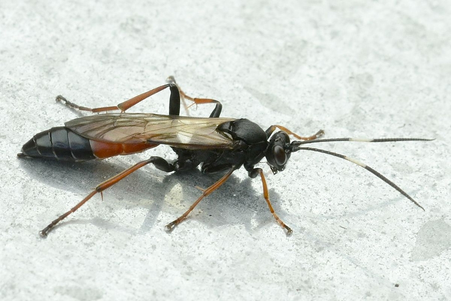 Stenichneumon culpator