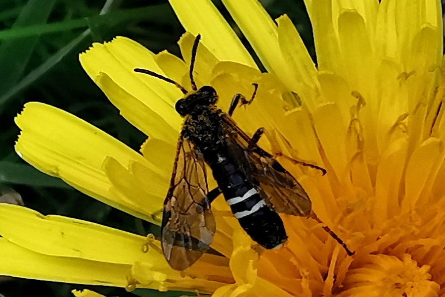 Tenthredo koehleri
