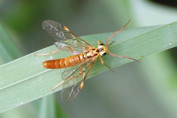 Tenthredopsis litterata