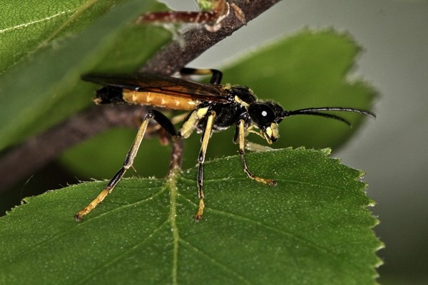 Tenthredo maculata