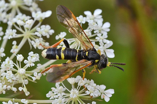 Tenthredo marginella