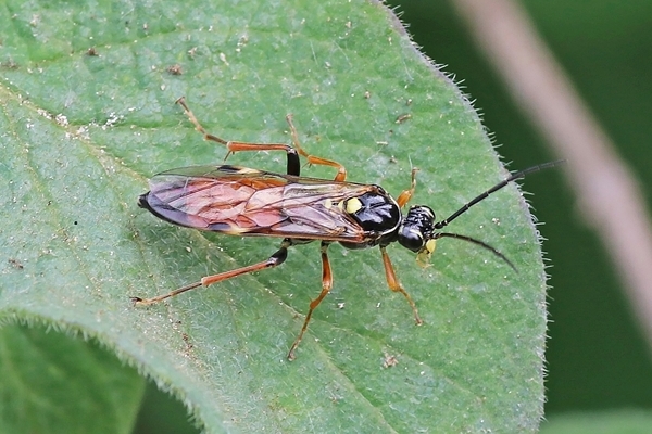 Insektenbox Tenthredopsis scutellaris (Bild 1)
