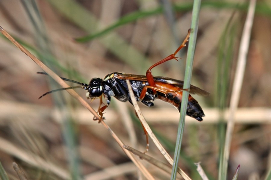 Tenthredopsis stigma