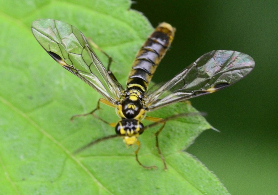 Tenthredopsis tesselata