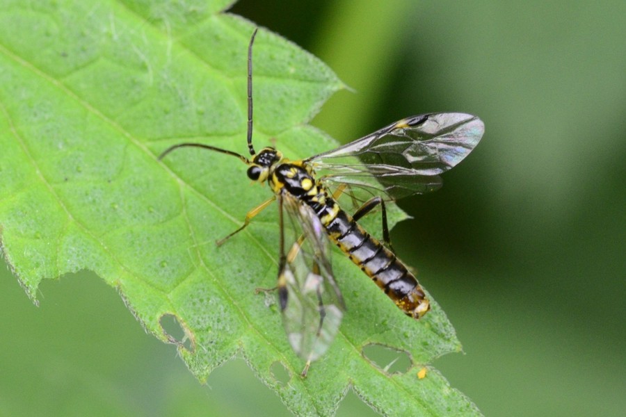 Tenthredopsis tesselata