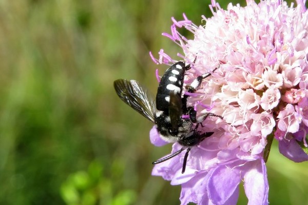 Thyreus orbatus