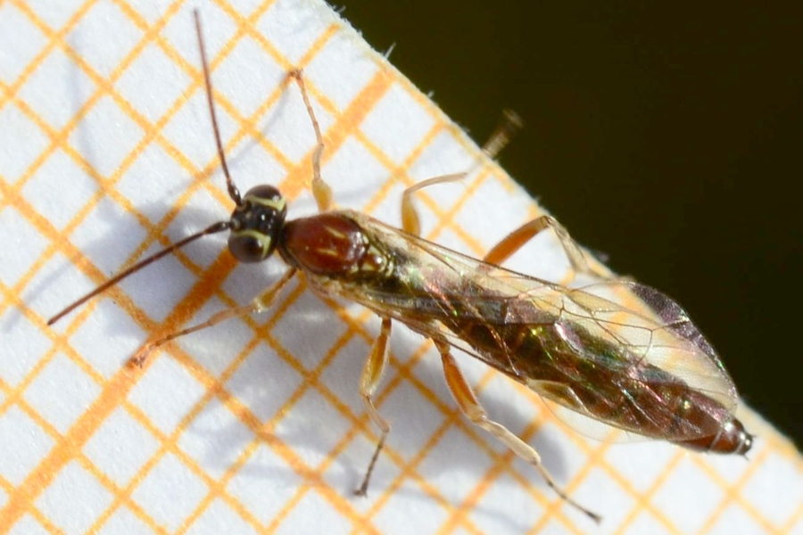 Tromatobia lineatoria