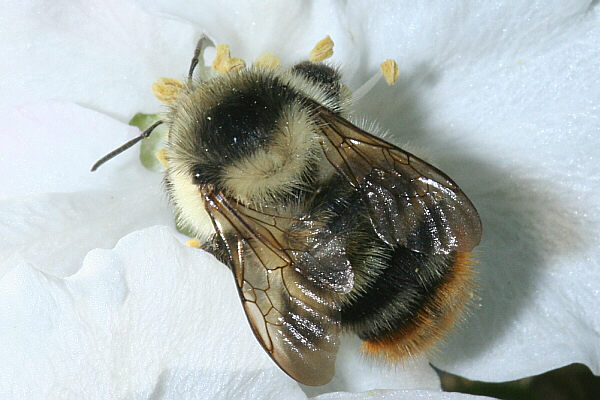 Waldhummel