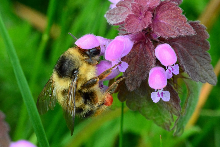 Waldhummel