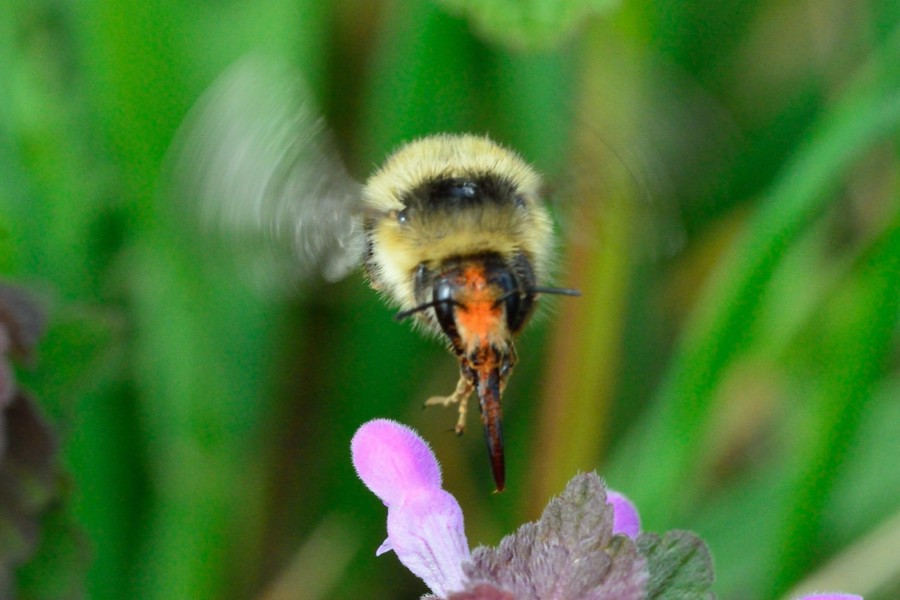 Waldhummel