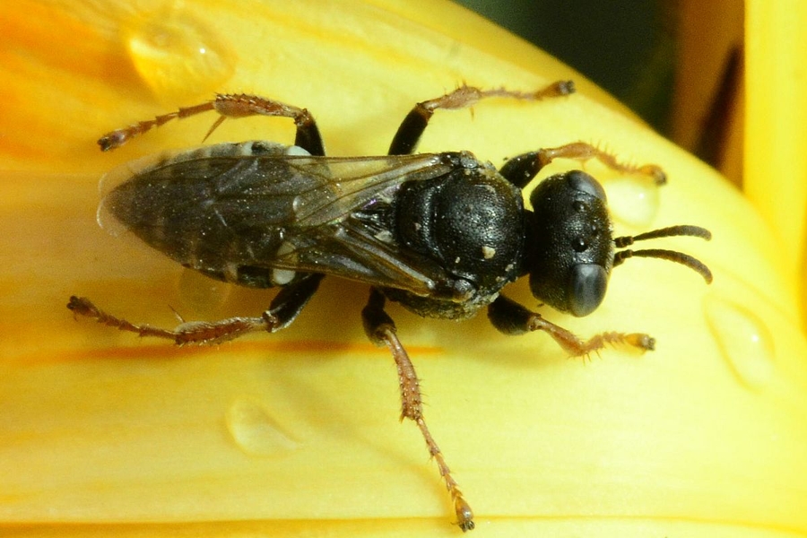 Weißfleckige Fliegenspießwespe