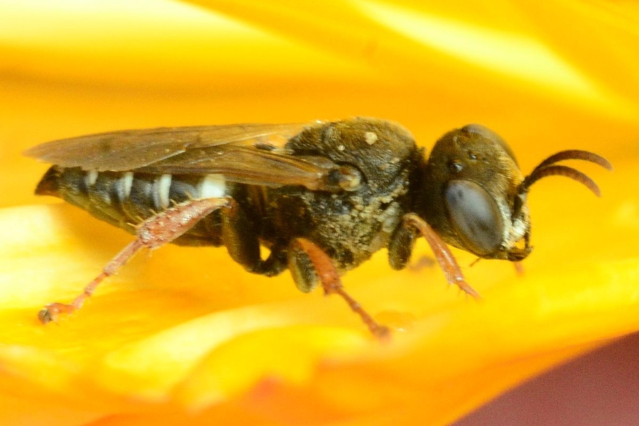 Weißfleckige Fliegenspießwespe