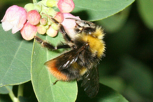 Wiesenhummel