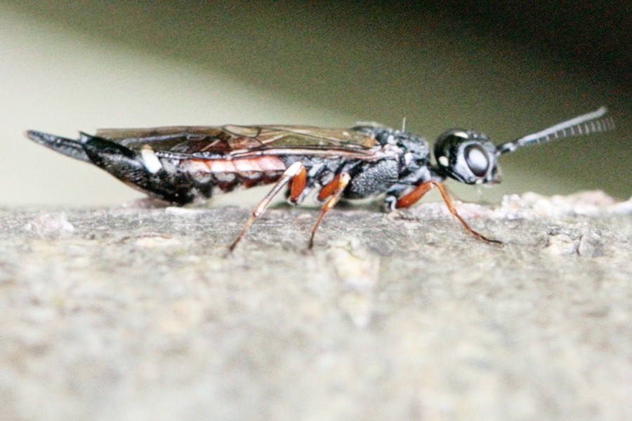 Xiphydria prolongata