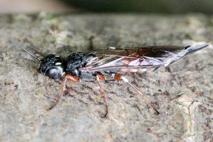 Xiphydria prolongata