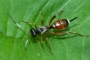 Agrothereutes abbreviatus