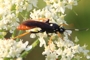 Amblyjoppa fuscipennis