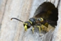 Ancistrocerus parietum