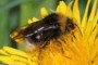 Bombus bohemicus