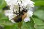 Bombus hypnorum