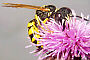 Philanthus triangulum